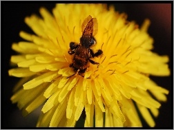 Pszczoła, Kwiat, Owad